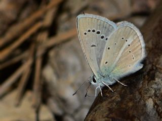 okgzl fikarmon (Polyommatus iphicarmon)