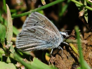 Mara Mavisi (Polyommatus maraschi)