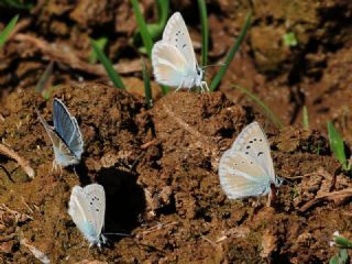 okgzl Ar Mavisi (Polyommatus vanensis)