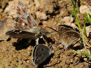 okgzl Teberda Mavisi (Aricia teberdina)