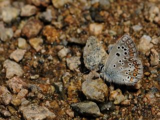 okgzl Teberda Mavisi (Aricia teberdina)