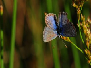 okgzl Torul Mavisi (Aricia torulensis)