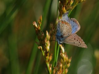 okgzl Torul Mavisi (Aricia torulensis)