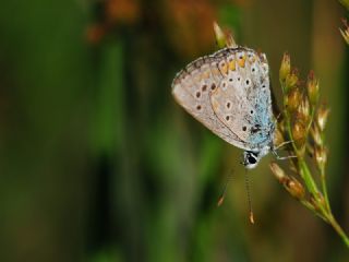 okgzl Torul Mavisi (Aricia torulensis)