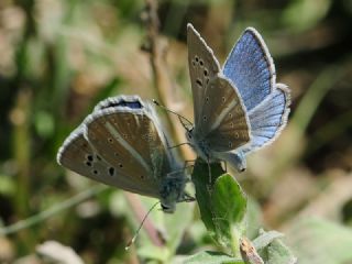 okgzl Van Mavisi (Polyommatus turcicola)