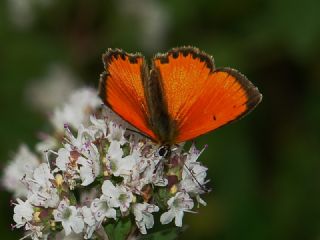 Orman Bakr Gzeli (Lycaena virgaureae)