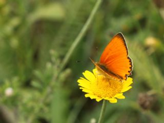 Orman Bak�r G�zeli&nbsp;(Lycaena&nbsp;virgaureae)
