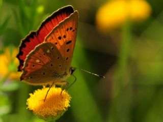 Orman Bak�r G�zeli&nbsp;(Lycaena&nbsp;virgaureae)