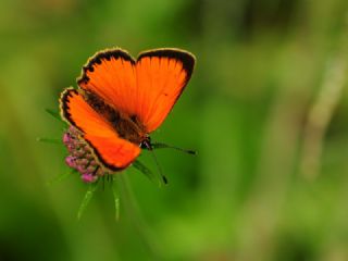 Orman Bakr Gzeli (Lycaena virgaureae)
