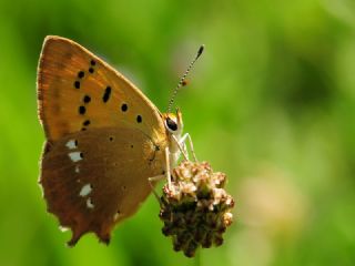 Orman Bakr Gzeli (Lycaena virgaureae)