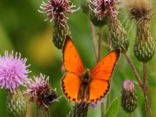 Orman Bakr Gzeli (Lycaena virgaureae)