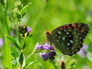 Gzel nci (Argynnis aglaja)