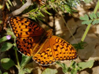 Gzel nci (Argynnis aglaja)