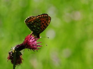 G�zel �nci&nbsp;(Argynnis&nbsp;aglaja)