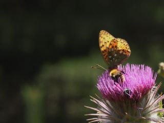 G�zel �nci&nbsp;(Argynnis&nbsp;aglaja)