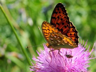 Gzel nci (Argynnis aglaja)