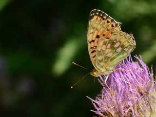 G�zel �nci&nbsp;(Argynnis&nbsp;aglaja)