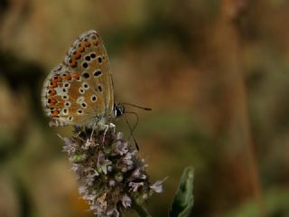 okgzl Balkan Mavisi (Aricia anteros )