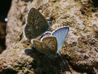 �okg�zl� Balkan Mavisi&nbsp;(Aricia&nbsp;anteros )