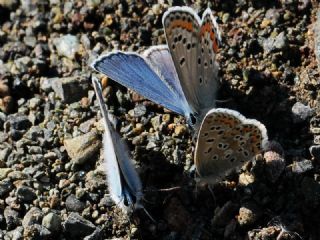 okgzl Balkan Mavisi (Aricia anteros )
