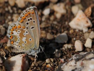 okgzl Balkan Mavisi (Aricia anteros )