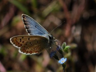 okgzl Balkan Mavisi (Aricia anteros )