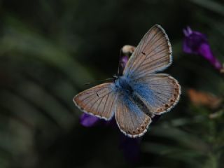 okgzl Balkan Mavisi (Aricia anteros )