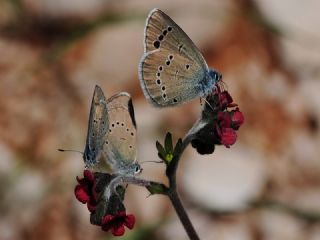 Anadolu Karag�z Mavisi&nbsp;(Glaucopsyche&nbsp;astraea)