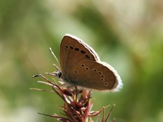 Anadolu Karagz Mavisi (Glaucopsyche astraea)