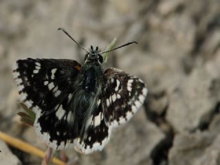 Pogge Zpzp (Muschampia poggei)