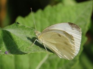 ran Beyazmelei (Pieris persis)