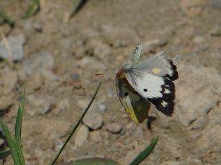 Sar Azamet (Colias croceus)