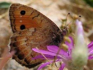 Osmanl Yalanccads (Pseudochazara mamurra)