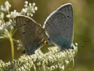 okgzl Edon Mavisi (Polyommatus aedon)