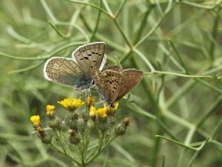 �okg�zl� Edon Mavisi&nbsp;(Polyommatus&nbsp;aedon)