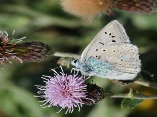 okgzl Edon Mavisi (Polyommatus aedon)