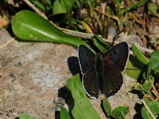 �sli Bak�r G�zeli&nbsp;(Lycaena&nbsp;tityrus)