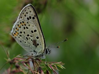 sli Bakr Gzeli (Lycaena tityrus)