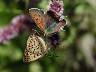 sli Bakr Gzeli (Lycaena tityrus)
