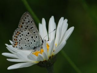 sli Bakr Gzeli (Lycaena tityrus)