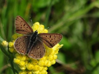 sli Bakr Gzeli (Lycaena tityrus)