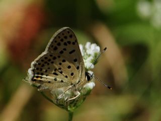 sli Bakr Gzeli (Lycaena tityrus)