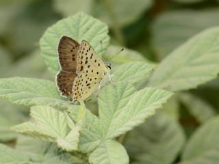 �sli Bak�r G�zeli&nbsp;(Lycaena&nbsp;tityrus)