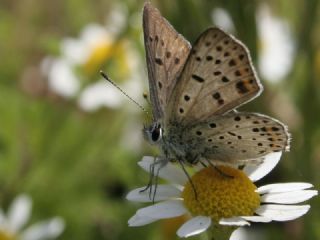 sli Bakr Gzeli (Lycaena tityrus)