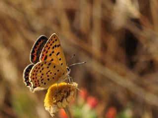 sli Bakr Gzeli (Lycaena tityrus)