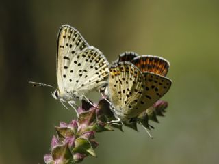 sli Bakr Gzeli (Lycaena tityrus)