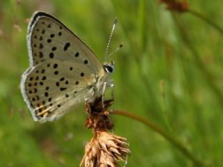 sli Bakr Gzeli (Lycaena tityrus)
