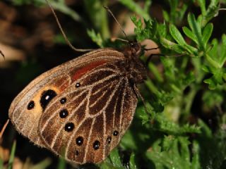 Uygur Gzelesmeri (Proterebia afra)