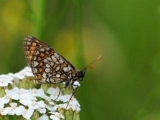 Gzel Amannisa (Mellicta  aurelia)