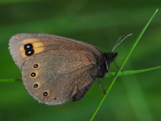 Orman Gzelesmeri (Erebia medusa )